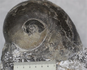 Stone identified as 240-million-year-old fossil
